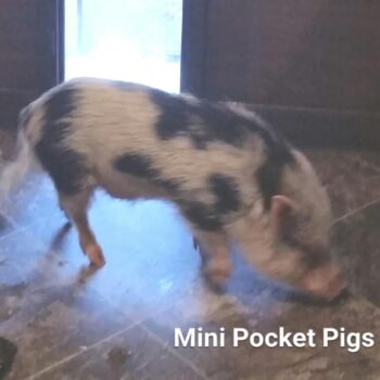 04cf7087-498a-4466-9d4e-1bfea6017274-350x350