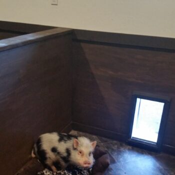 20150204_123642-scaled-350x350